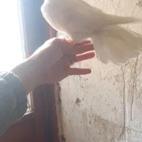 فروش کبوتر ماده|پرنده|نهاوند, |دیوار