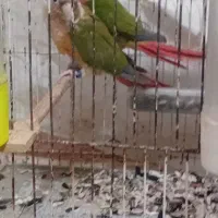 طوطی گرینچیک