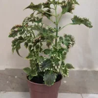حسن یوسف
