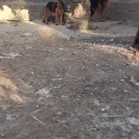 یک جفت ژرمن