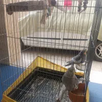 یه جفت عروس هلندی با قفس 1 متری|پرنده|ساوه, |دیوار