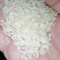 برنج اعلای کامفیروزی درجه یک|خوردنی و آشامیدنی|شیراز, سفیرشمالی|دیوار