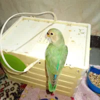 فروش طوطی برزیلی فول دستی|پرنده|جم, |دیوار