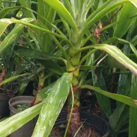 فروش یوکا باغچه ای  آپارتمانی