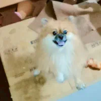 سگ گمشده|حیوانات|گرگان, |دیوار