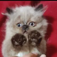 فروش گربه اصیل هیمالین