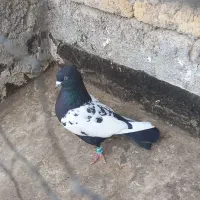 رنگه جفتگاه|پرنده|قوچان, |دیوار