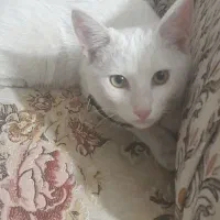 گربه سفید