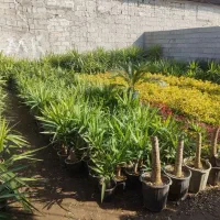 فروش خاک برگ و برگ