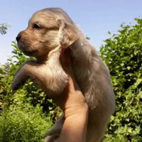 گلدن رتریور اصیل|سگ|رشت, لاکانی|دیوار