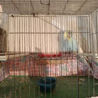 عروس هلندی مولد