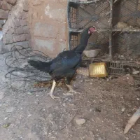 مرغ لاری درشهر|حیوانات مزرعه|دره شهر, |دیوار