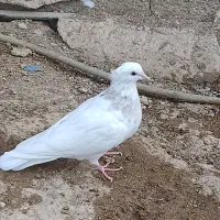 کبوتر|پرنده|شادگان, |دیوار