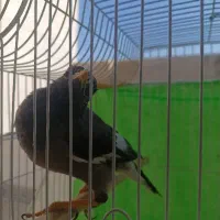 مینا بسیار باهوش و بانمک|پرنده|مشهد, امامیه (شهرک غرب)|دیوار