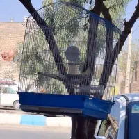 عروس هلندی نر با قفس