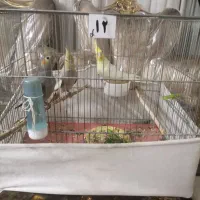 عروس هلندی|پرنده|قم, انسجام|دیوار