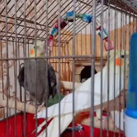 عروس هلندی سخنگو