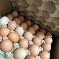 تخم مرغ محلی|خوردنی و آشامیدنی|اصفهان, کارلادان|دیوار