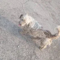 سگ پیدا شده|حیوانات|تهران, فلاح|دیوار