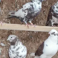 کفترپرشی ساعت سنگین|پرنده|یزد, |دیوار