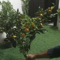 گل برای روز مادر|گل و گیاه طبیعی|امیدیه, |دیوار