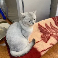 واگزای گربه بریتیش نر وماده