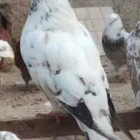 کاکولی سرو کله دار