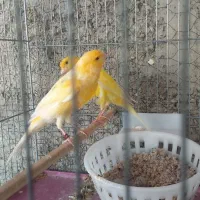 قناری نروماده