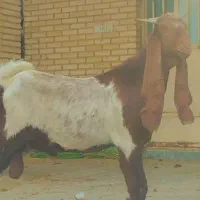بز افغانی نر مخصوص داشت طول گوش 75 سانت