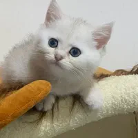 بریتیش سیلور چینچیلا