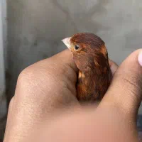 قناری