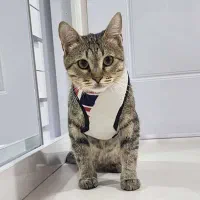 گربه DSH