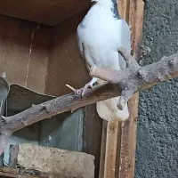 کبوتر بدرنگ نر|پرنده|پیر بکران, |دیوار