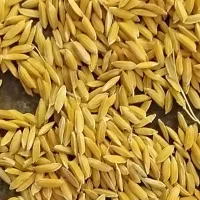 کری چلتوک لنجان عطر بو عالی  بهترین کفیت پرمغز|خوردنی و آشامیدنی|لنجان, |دیوار