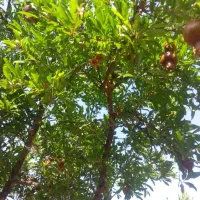 فروش باغ انار|فروش زمین و ملک کلنگی|کوهنانی, |دیوار