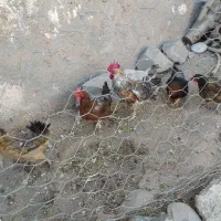 فروش مرغ