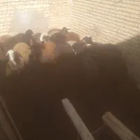 ۱۵راس شیشک ابستن زایده قزل افشار|حیوانات مزرعه|فریدونشهر, |دیوار