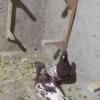 کفتر|پرنده|شیراز, شهرک کوشکک|دیوار