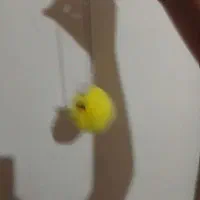 جوجه رنگی|صنایع دستی و سایر لوازم تزئینی|ساوه, |دیوار