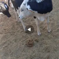 کود گاوی خالص درجه یک حدود 200 فرقون،150000ت