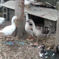 قو غاز و خروس