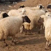 ۲۰راس گوسفند  پروری  قیمت کشتارگاه