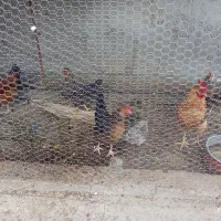 مرغ و خروس تخم گزار