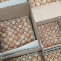 تخم مرغ رسمی...