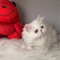 گربه پرشین سوپر فلت ۲/۵ ماهه پسر|گربه|تبریز, |دیوار