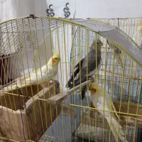 طوطی عروس|پرنده|قائمشهر, |دیوار