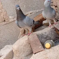 کبوتر سبز کوهی|پرنده|تهران, جیحون|دیوار