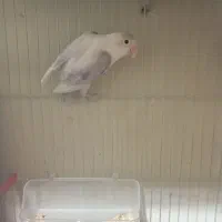 کوتوله دستی جفت کارداده نریاماده تک باضمانت کتبی