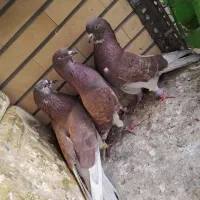 کبوتر سرخ