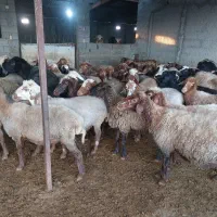 فروش ۴۰ راس میش|حیوانات مزرعه|فرح آباد, |دیوار